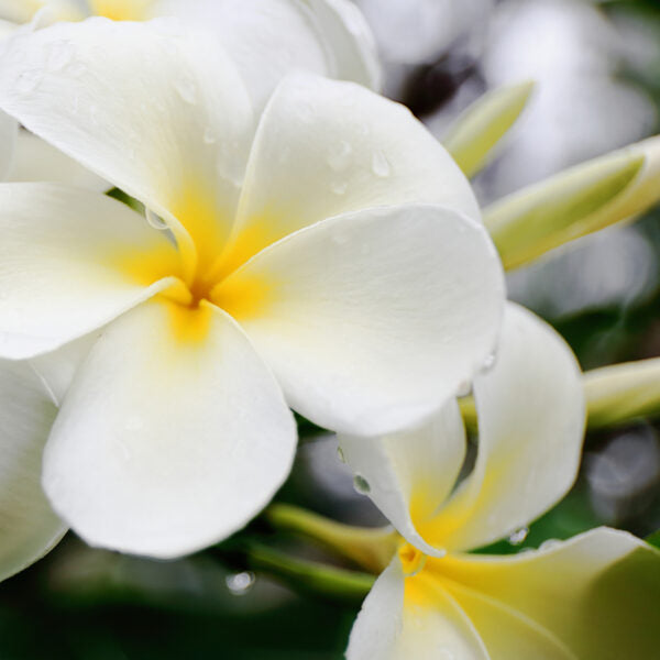 Parfum naturel Liliblanc – Échantillon