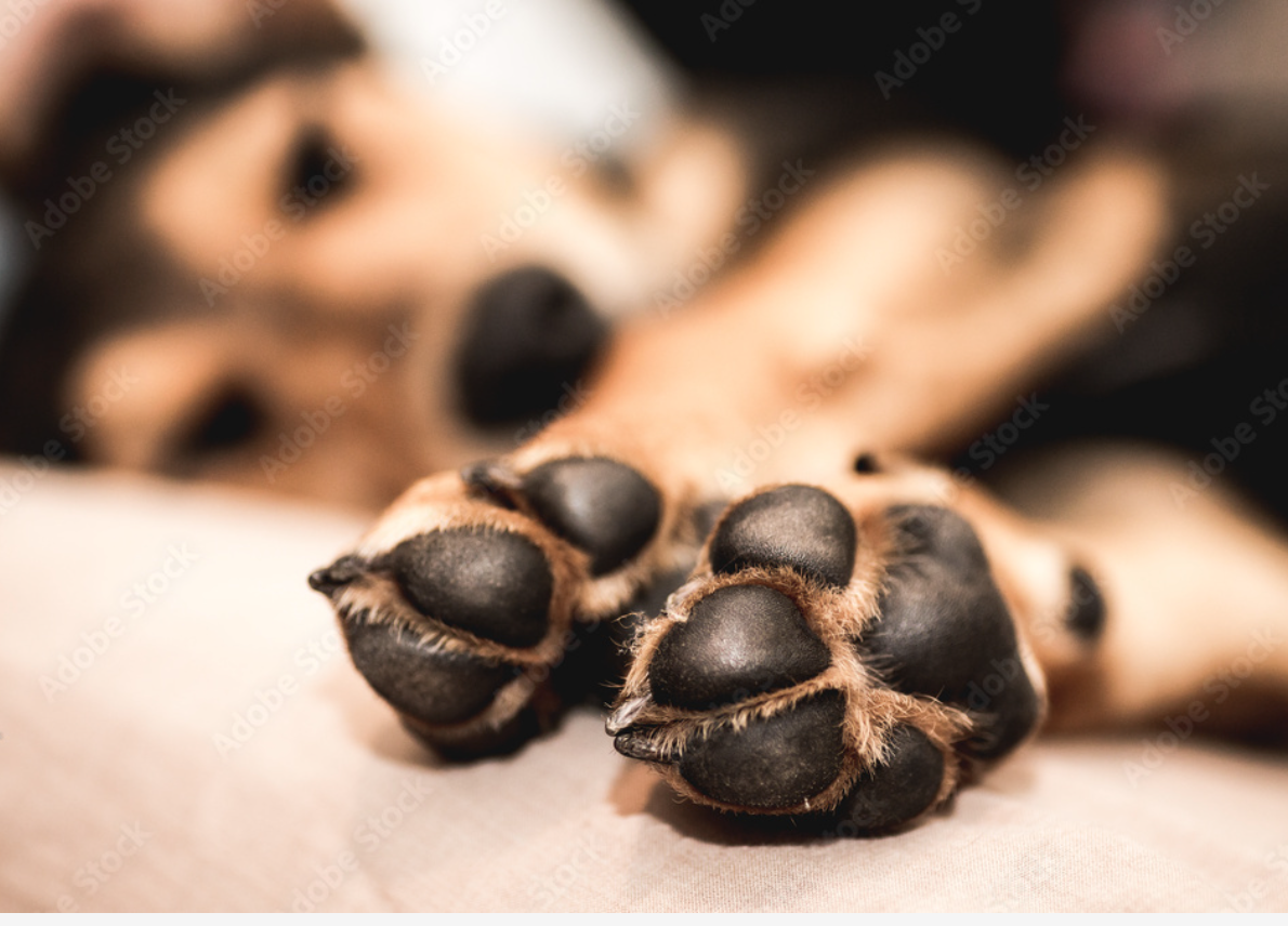 Protective balm for paws and muzzles