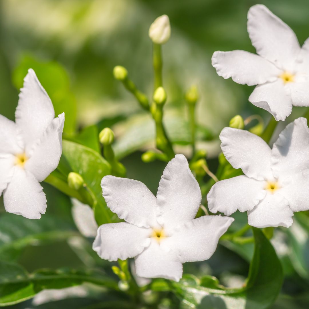 Natural fragrance oil