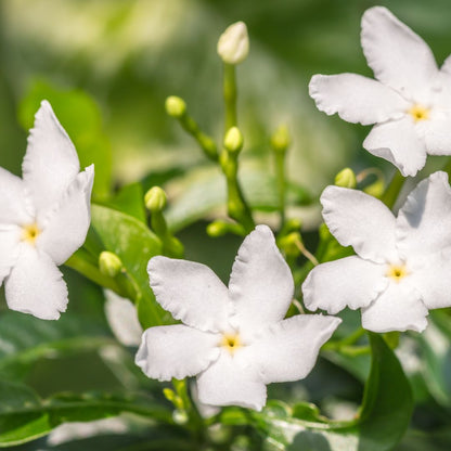 Natural fragrance oil