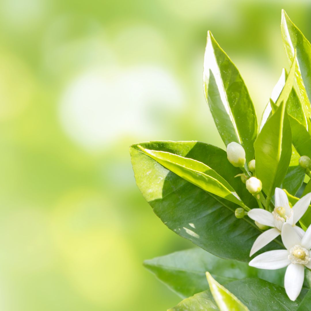Natural fragrance oil
