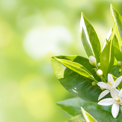 Natural fragrance oil
