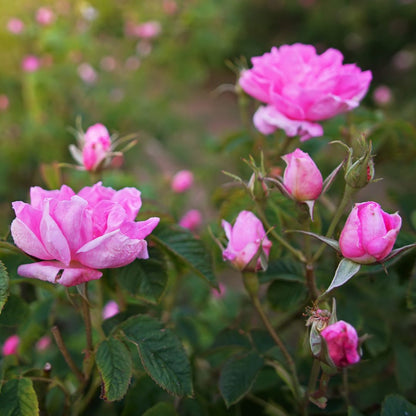Natural fragrance oil